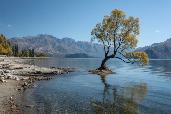 Download Tree with Mountains Background Wallpaper - Round Collection